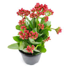 Image result for Kalanchoe blossfeldiana