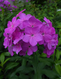 Attēlu rezultāti vaicājumam “Phlox paniculata”