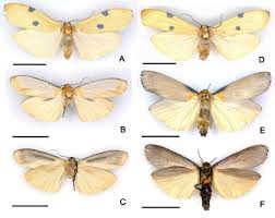 Attēlu rezultāti vaicājumam “Lithosia quadra male”
