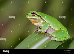 Attēlu rezultāti vaicājumam “Hyla arborea adult”