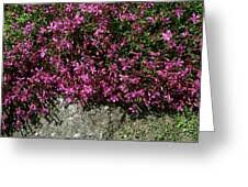 Image result for Silene schafta