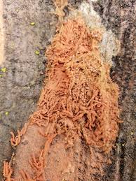 Attēlu rezultāti vaicājumam “Heterotrichia oerstedii (syn. Arcyria oerstedii) sessile”