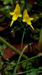 Attēlu rezultāti vaicājumam “Lentibulariaceae”