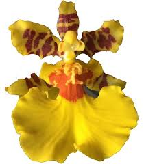 Attēlu rezultāti vaicājumam “Geranium bohemicum bud”