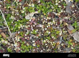 Attēlu rezultāti vaicājumam “Erophila verna fruit”