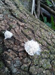 Attēlu rezultāti vaicājumam “Fuligo septica cf. rufa spores”