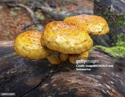 Attēlu rezultāti vaicājumam “Pholiota aurivella”