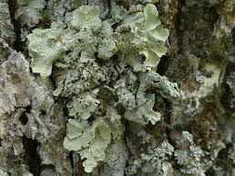 Attēlu rezultāti vaicājumam “Punctelia subrudecta”