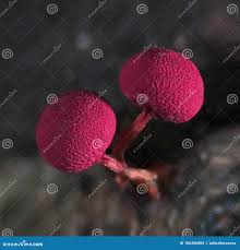 Attēlu rezultāti vaicājumam “Physarum oblatum stalked”