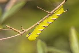Attēlu rezultāti vaicājumam “Sphinx ligustri larva”