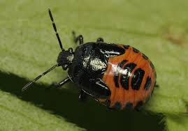 Attēlu rezultāti vaicājumam “Zicrona caerulea nymph”