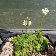 Attēlu rezultāti vaicājumam “Hottonia palustris fruit”