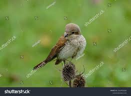 Attēlu rezultāti vaicājumam “Lanius collurio female”