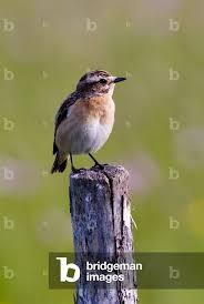 Attēlu rezultāti vaicājumam “Saxicola rubetra”