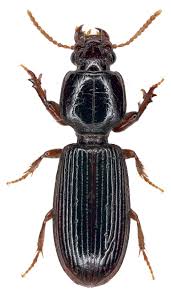 Attēlu rezultāti vaicājumam “Clivina fossor”