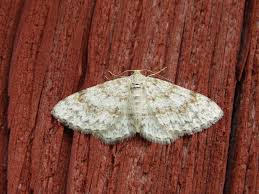 Attēlu rezultāti vaicājumam “Hydrelia sylvata”