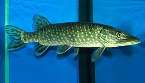 Image result for Esox lucius