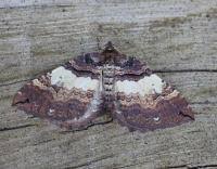 Attēlu rezultāti vaicājumam “Earophila badiata”