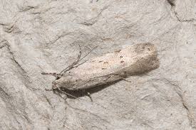 Attēlu rezultāti vaicājumam “Carpatolechia proximella”