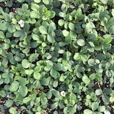 Image result for Fragaria vesca