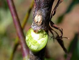 Attēlu rezultāti vaicājumam “Gymnocladus dioicus bud”