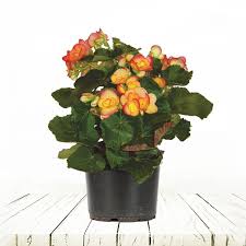 Image result for Бегония Элатиор 12х22 4601887072423