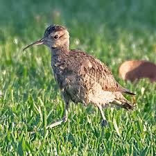 Image result for Numenius minutus