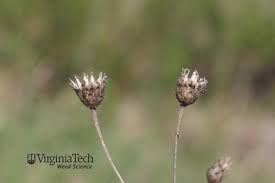 Attēlu rezultāti vaicājumam “Centaurea stoebe bud”