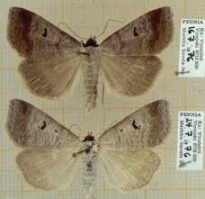 Attēlu rezultāti vaicājumam “Lygephila pastinum”