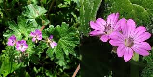Attēlu rezultāti vaicājumam “Geranium molle flower”