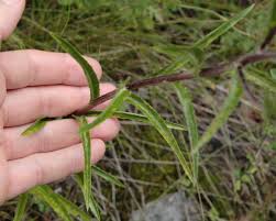 Attēlu rezultāti vaicājumam “Carlina biebersteinii leaf”