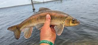 Image result for Minytrema melanops