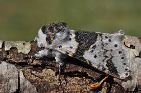 Attēlu rezultāti vaicājumam “Bolitophagus reticulatus imago”