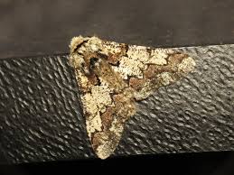 Attēlu rezultāti vaicājumam “Biston strataria”