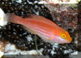 Image result for Sparisoma frondosum