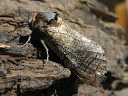 Attēlu rezultāti vaicājumam “Cossus cossus”