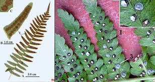 Attēlu rezultāti vaicājumam “Philonotis sporophyte”