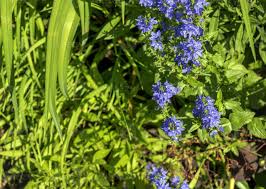 Attēlu rezultāti vaicājumam “Veronica chamaedrys flower”