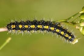 Attēlu rezultāti vaicājumam “Callimorpha dominula imago”