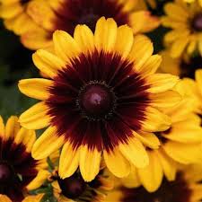 Image result for Rudbeckia Paradisio