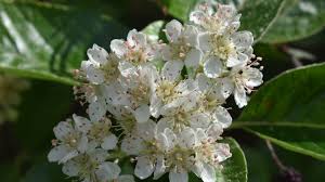 Attēlu rezultāti vaicājumam “Trichia alpina young”