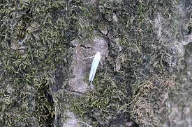 Attēlu rezultāti vaicājumam “Yponomeuta evonymella imago”