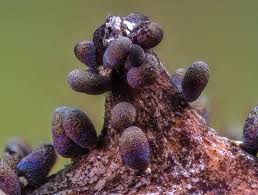 Attēlu rezultāti vaicājumam “Diachea subsessilis”