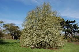 Attēlu rezultāti vaicājumam “Pyrus”