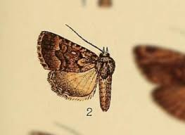 Attēlu rezultāti vaicājumam “Amphipyra livida”