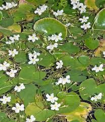 Image result for Seekanne