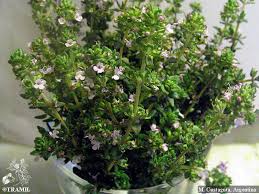 Image result for Thymus vulgaris