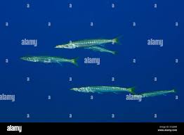 Image result for Sphyraena viridensis