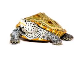 Image result for Malaclemys terrapin