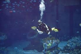 Image result for Exe To Sea Diving